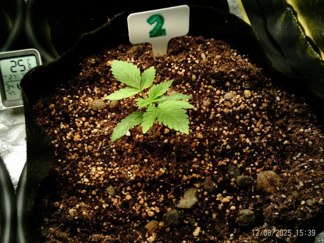 Girl Scout Cookies. Week 3 - 8/12