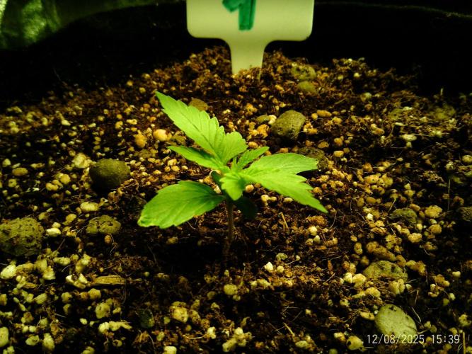 Girl Scout Cookies. Week 3 - 8/12