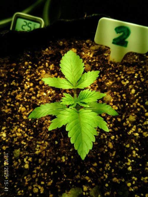 Girl Scout Cookies. Week 3 - 8/12