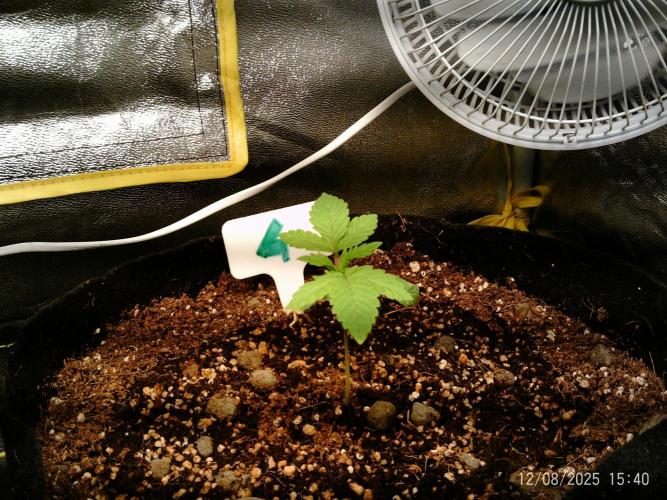 Girl Scout Cookies. Week 3 - 8/12