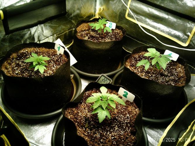 Girl Scout Cookies. Week 3 - 13/12