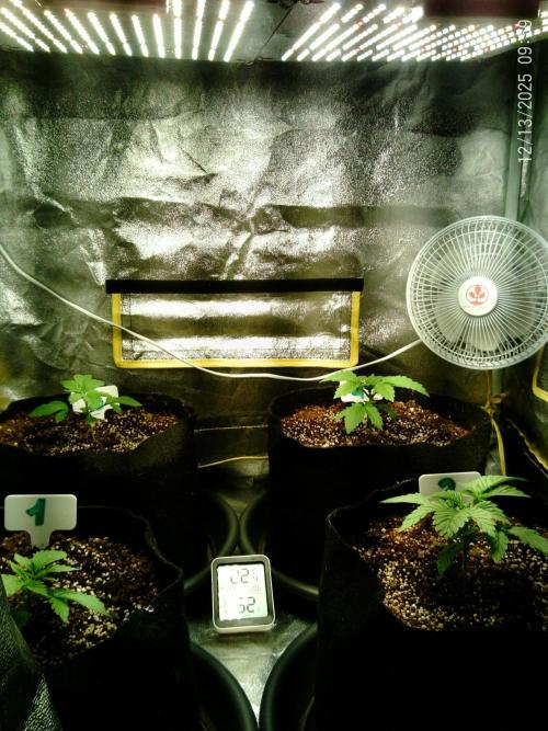 Girl Scout Cookies. Week 3 - 13/12