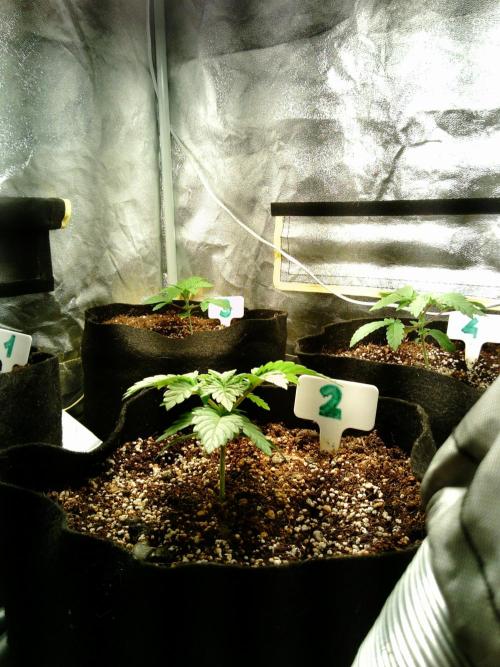 Girl Scout Cookies. Week 3 - 13/12