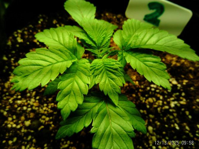 Girl Scout Cookies. Week 3 - 13/12