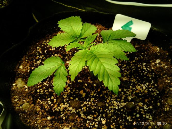 Girl Scout Cookies. Week 3 - 13/12