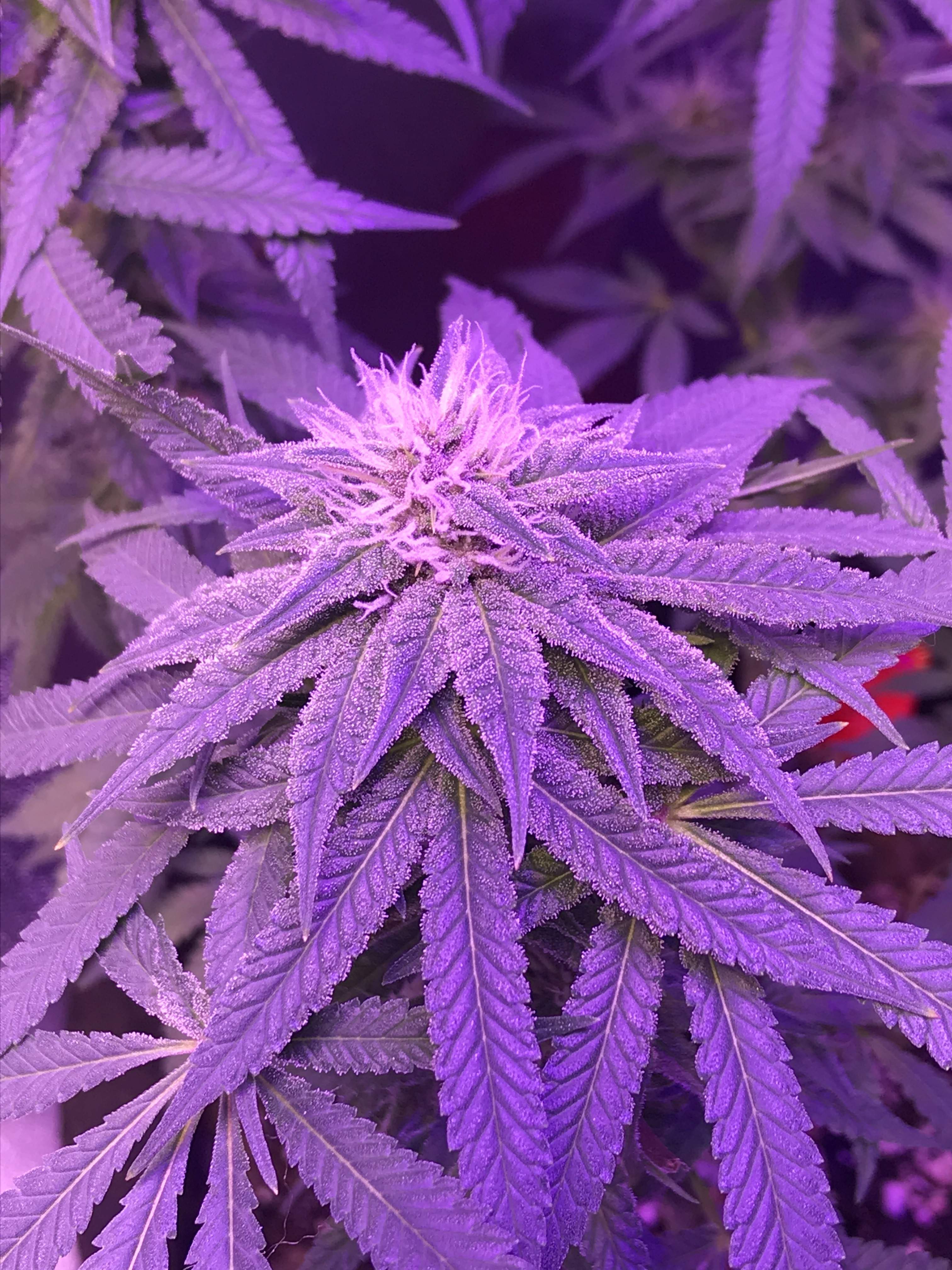 Humboldt Seed Company Blueberry Muffin grow journal week11 by Bshoe421