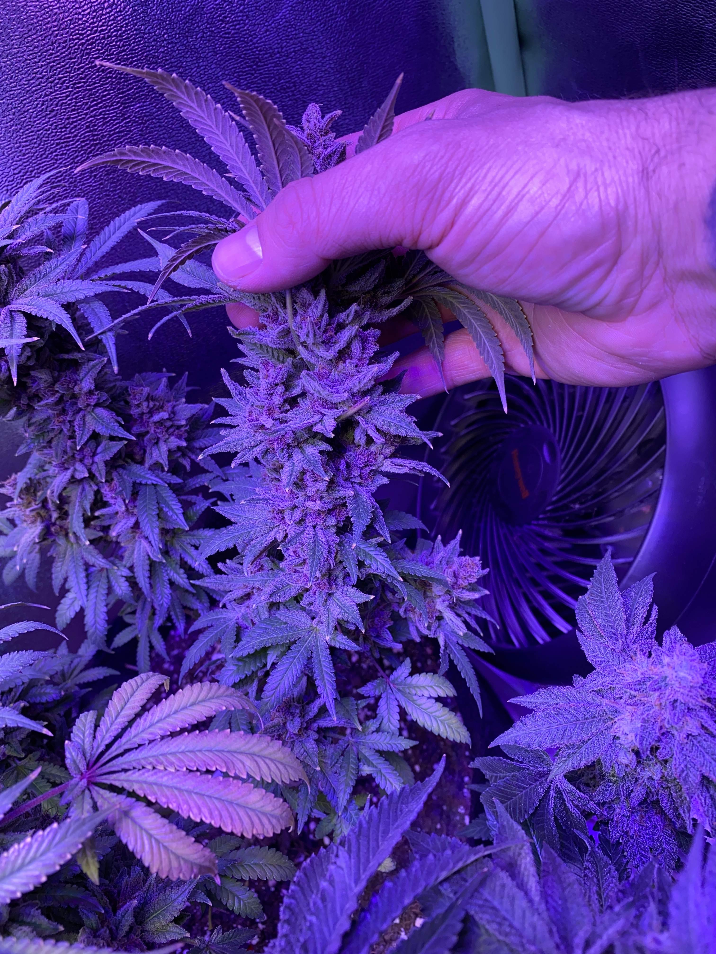 Humboldt Seed Company Blueberry Muffin grow diary (journal) week15 by