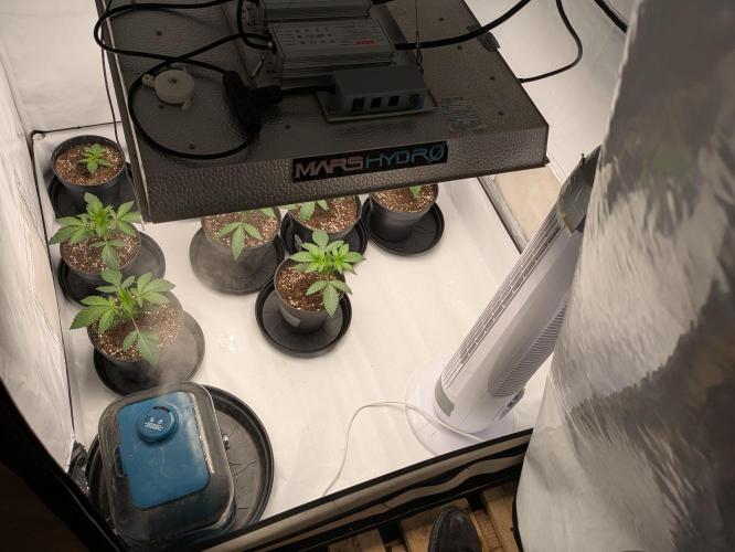 Ayahuasca purple xThe Churchx Sticky"D". Week 1