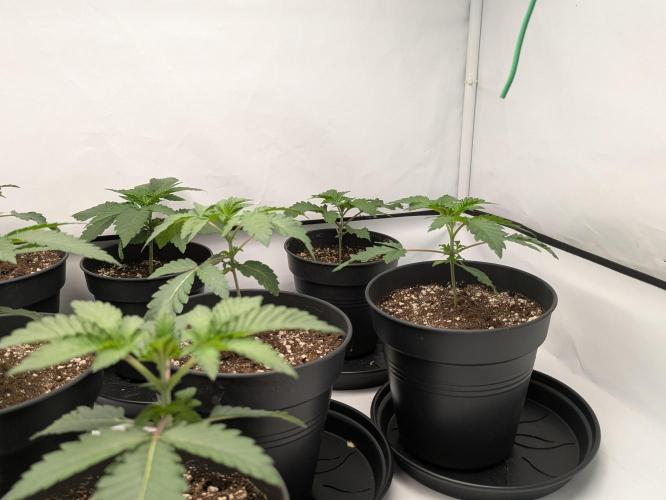 Ayahuasca purple xThe Churchx Sticky"D". Week 1