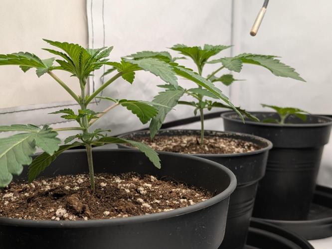 Ayahuasca purple xThe Churchx Sticky"D". Week 1