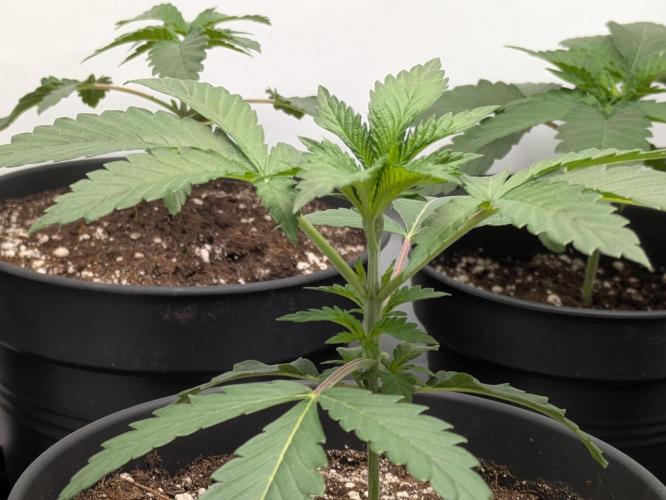 Ayahuasca purple xThe Churchx Sticky"D". Week 1