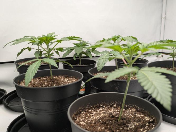 Ayahuasca purple xThe Churchx Sticky"D". Week 1