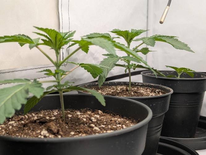 Ayahuasca purple xThe Churchx Sticky"D". Week 1