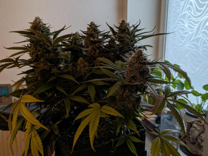 Fast Buds Auto. Week 9