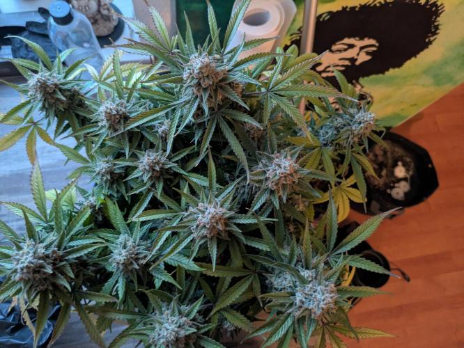 Fast Buds Auto. Week 9