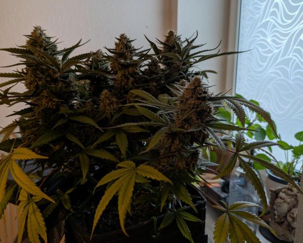 Fast Buds Auto. Week 9