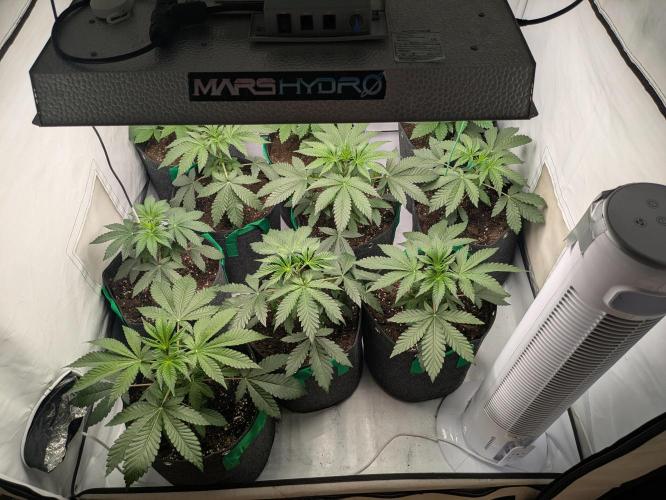 Ayahuasca purple xThe Churchx Sticky"D". Week 2