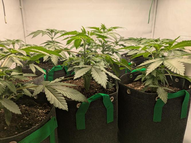 Ayahuasca purple xThe Churchx Sticky"D". Week 2