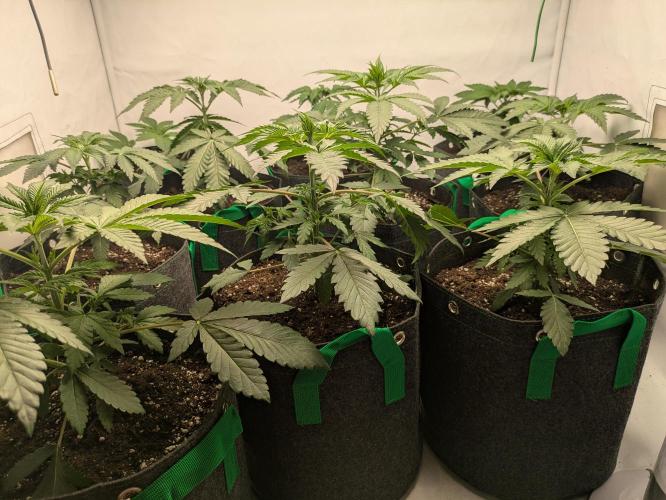 Ayahuasca purple xThe Churchx Sticky"D". Week 2