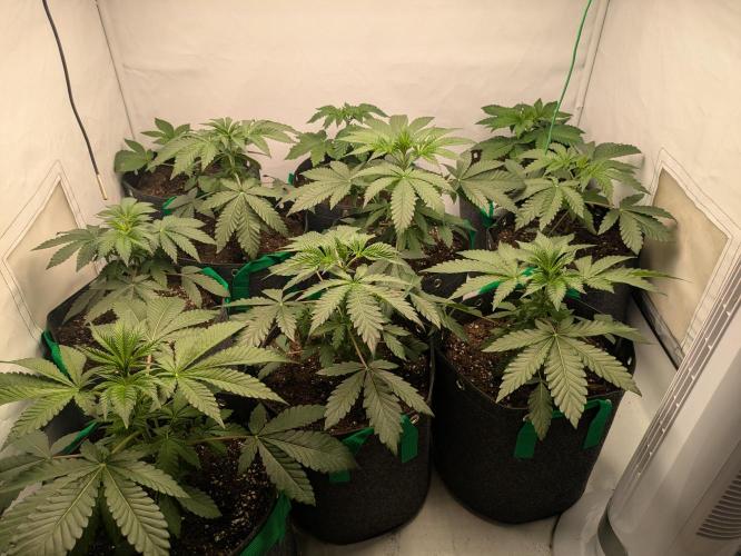 Ayahuasca purple xThe Churchx Sticky"D". Week 2