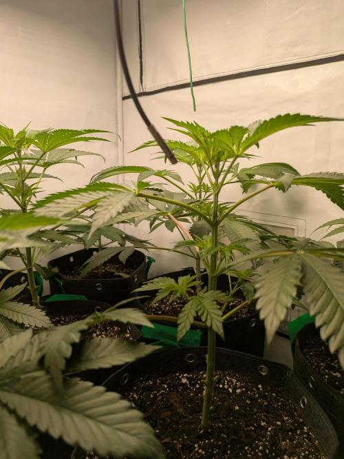 Ayahuasca purple xThe Churchx Sticky"D". Week 3