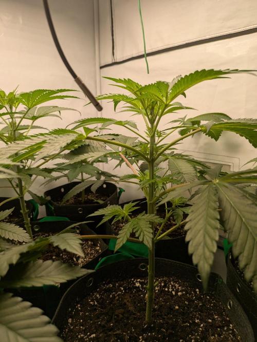 Ayahuasca purple xThe Churchx Sticky"D". Week 3