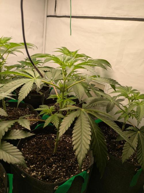 Ayahuasca purple xThe Churchx Sticky"D". Week 3