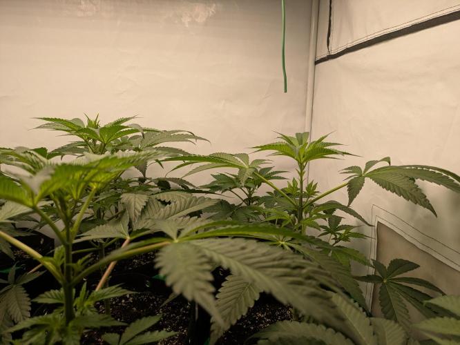 Ayahuasca purple xThe Churchx Sticky"D". Week 3