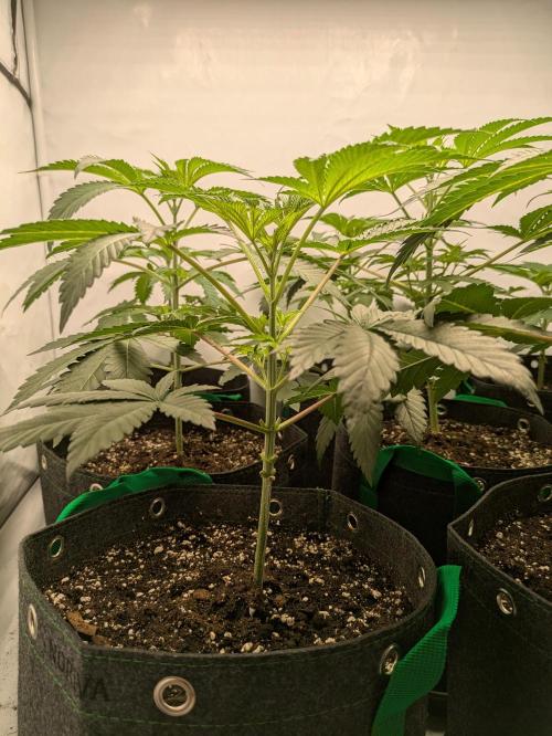 Ayahuasca purple xThe Churchx Sticky"D". Week 3