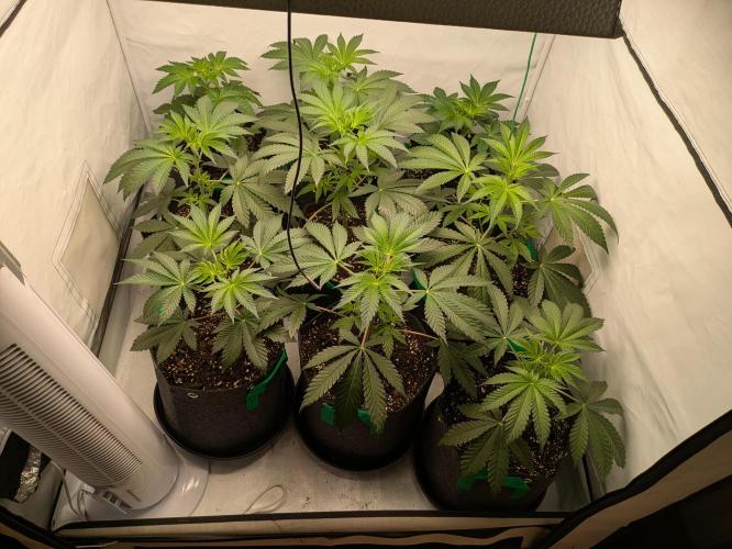 Ayahuasca purple xThe Churchx Sticky"D". Week 3
