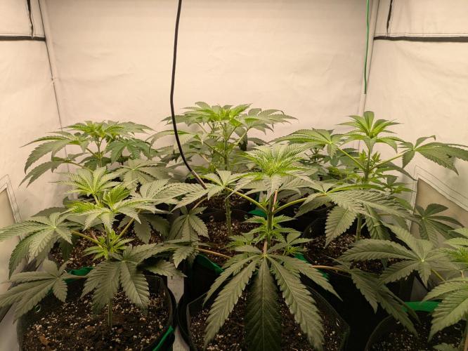 Ayahuasca purple xThe Churchx Sticky"D". Week 3