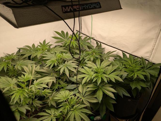 Ayahuasca purple xThe Churchx Sticky"D". Week 4