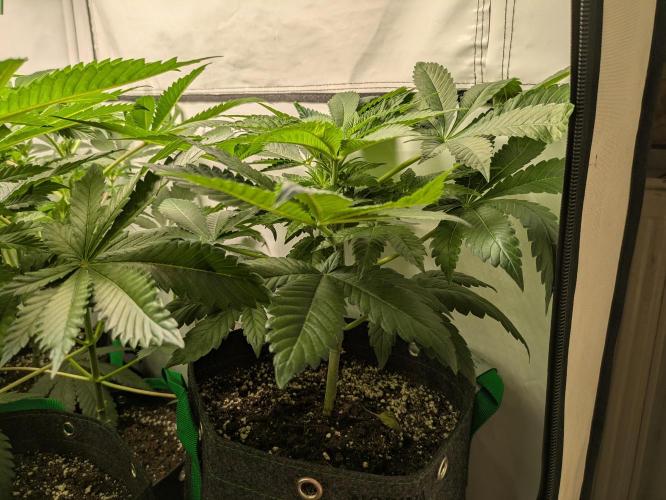 Ayahuasca purple xThe Churchx Sticky"D". Week 4