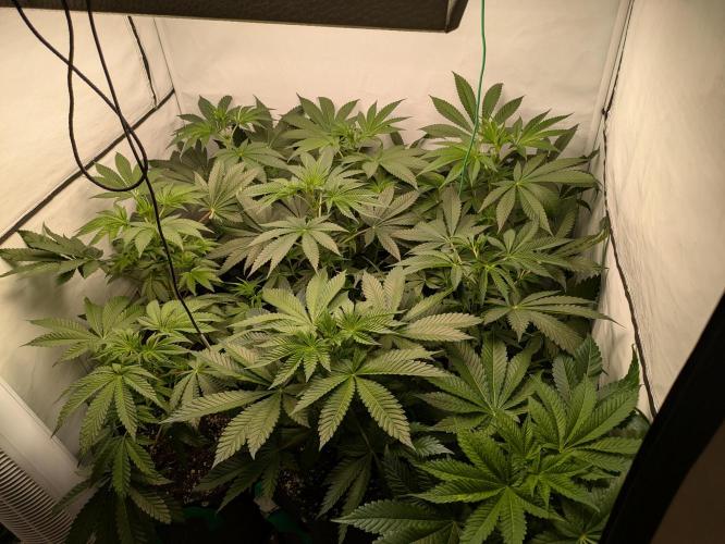 Ayahuasca purple xThe Churchx Sticky"D". Week 4