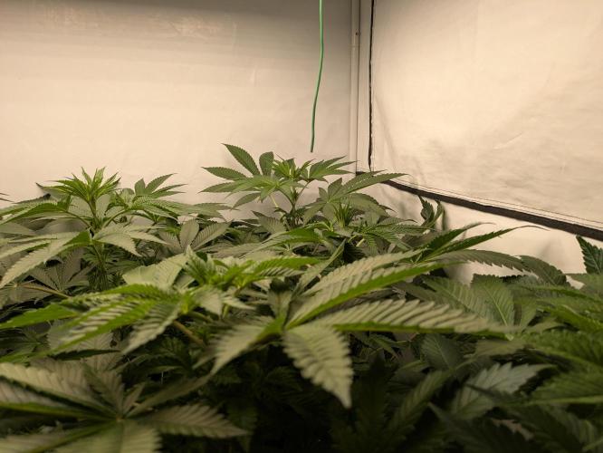 Ayahuasca purple xThe Churchx Sticky"D". Week 4