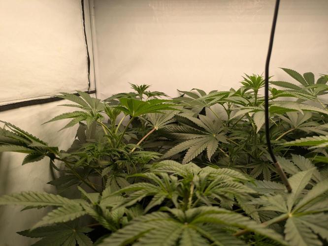 Ayahuasca purple xThe Churchx Sticky"D". Week 4