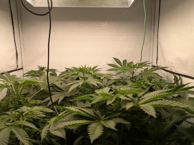 Ayahuasca purple xThe Churchx Sticky"D". Week 4