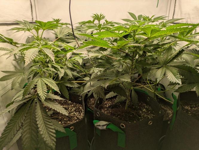 Ayahuasca purple xThe Churchx Sticky"D". Week 4