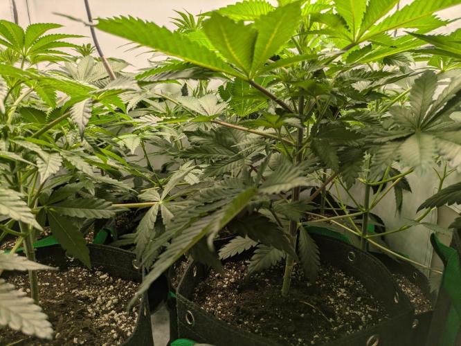 Ayahuasca purple xThe Churchx Sticky"D". Week 4