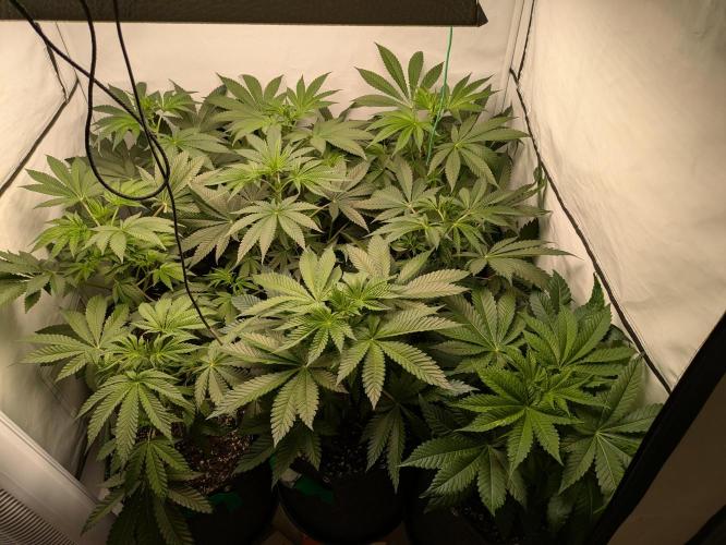 Ayahuasca purple xThe Churchx Sticky"D". Week 4