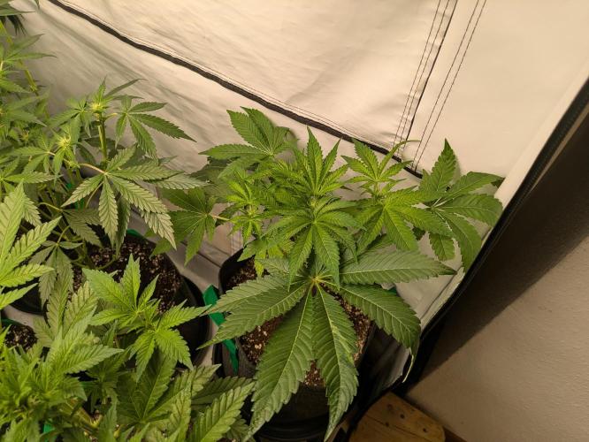Ayahuasca purple xThe Churchx Sticky"D". Week 5