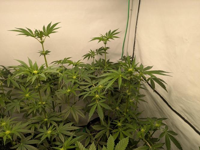 Ayahuasca purple xThe Churchx Sticky"D". Week 5