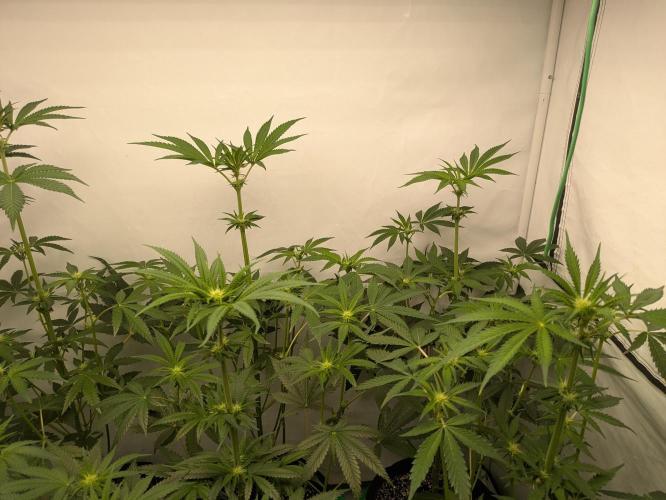 Ayahuasca purple xThe Churchx Sticky"D". Week 5