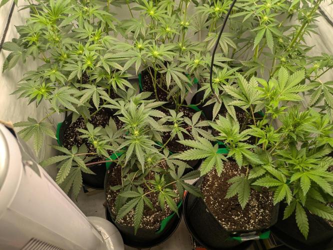 Ayahuasca purple xThe Churchx Sticky"D". Week 5