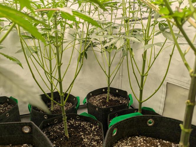 Ayahuasca purple xThe Churchx Sticky"D". Week 5