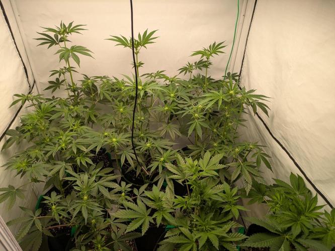Ayahuasca purple xThe Churchx Sticky"D". Week 5