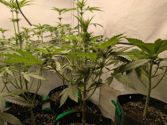 Ayahuasca purple xThe Churchx Sticky"D". Week 5