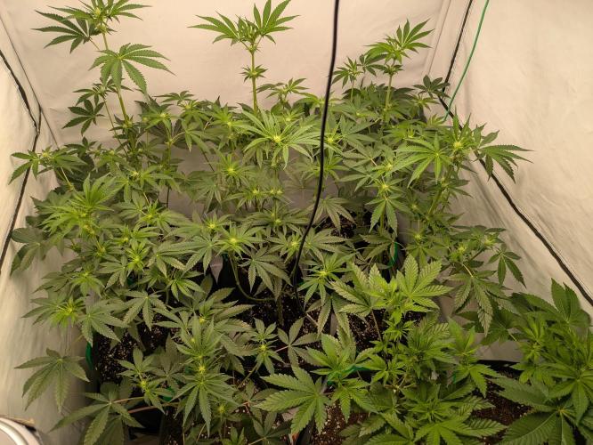 Ayahuasca purple xThe Churchx Sticky"D". Week 5