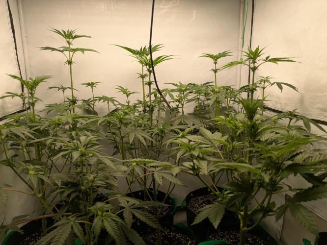 Ayahuasca purple xThe Churchx Sticky"D". Week 5