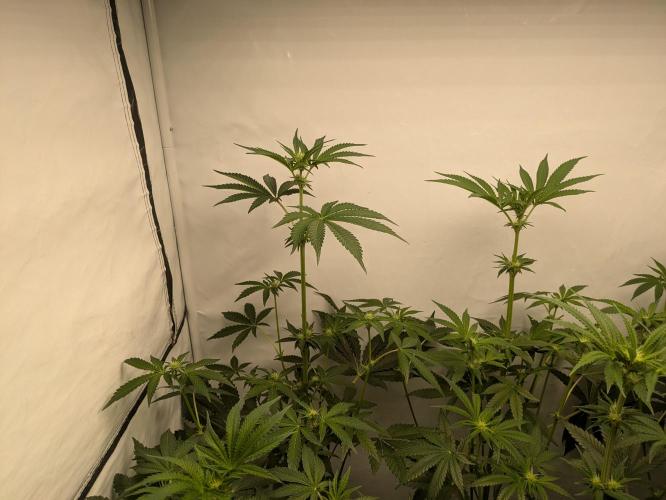 Ayahuasca purple xThe Churchx Sticky"D". Week 5